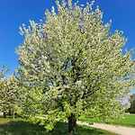 Izabela - - Zator Graboszyce